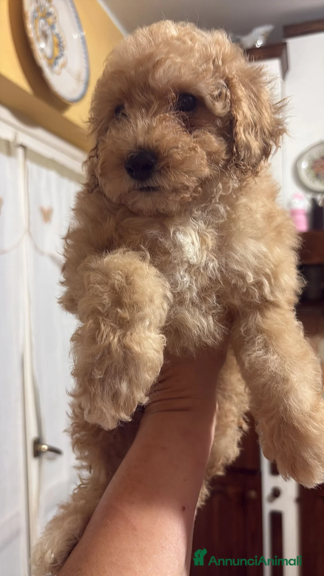 Barboncino cani in vendita: Splendidi Cuccioli di Barboncino Maschi a Città metropolitana di Roma Capitale - Annuncio 3