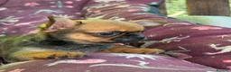 Chihuahua cani in vendita: Chihuahua femmina  - Annuncio 2