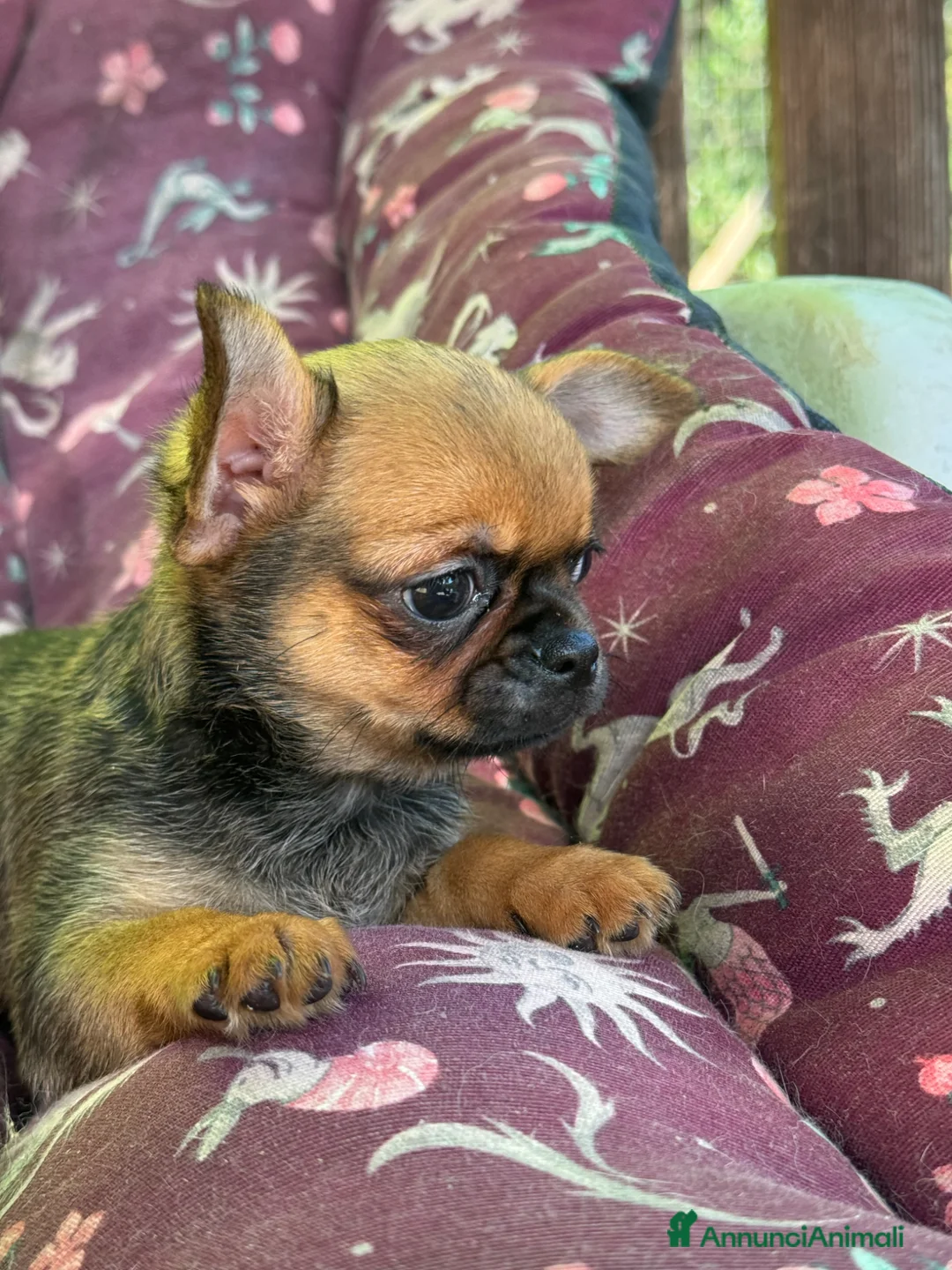 Chihuahua cani in vendita: Chihuahua femmina  - Annuncio 2