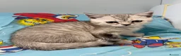 Scottish gatti in vendita: Cucciolo di Scottish straight  - Annuncio 3