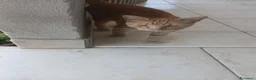 Altre razze gatti in regalo: Animali domestici  - Annuncio 2