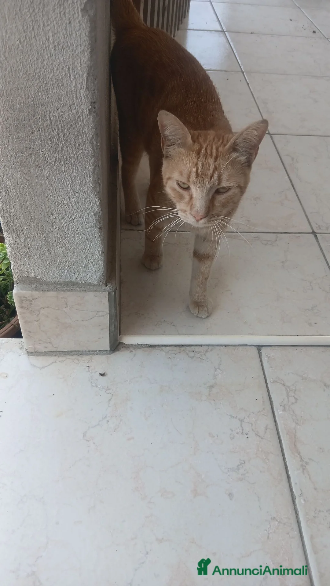 Altre razze gatti in regalo: Animali domestici  - Annuncio 2