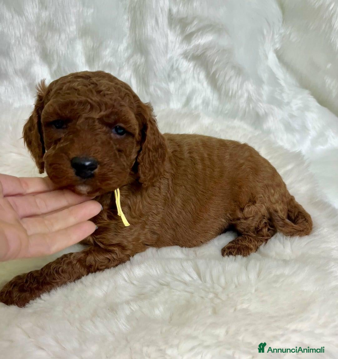 Golden Retriever cani in vendita: Australian Golden DoubleDoodle - Annuncio 1