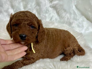 Golden Retriever cani Australian Golden DoubleDoodle - Annuncio 2