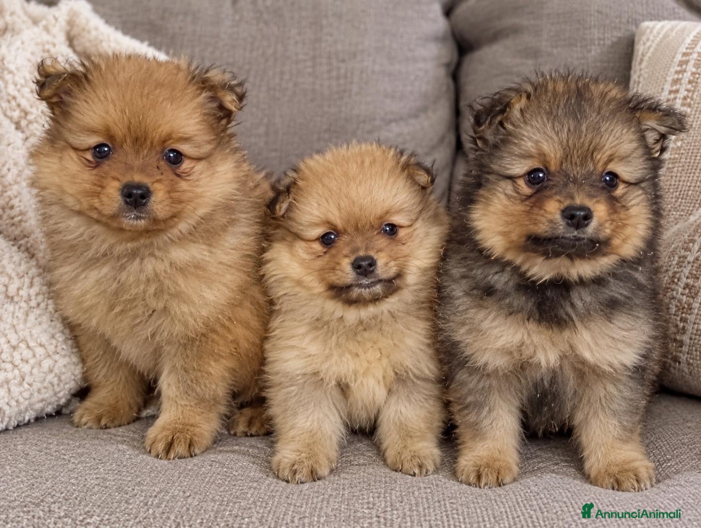 Spitz cani in vendita: Spitz tedesco piccolo, volpino - Annuncio 1
