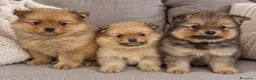 Spitz cani in vendita: Spitz tedesco piccolo, volpino - Annuncio 1