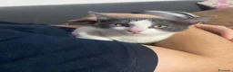 Europeo gatti in regalo: Milly e Molly cercano casa! - Annuncio 4