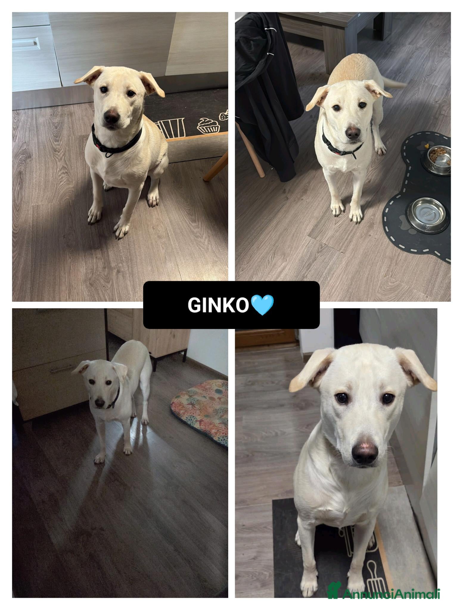 Altre razze cani GINKO  - Annuncio 9