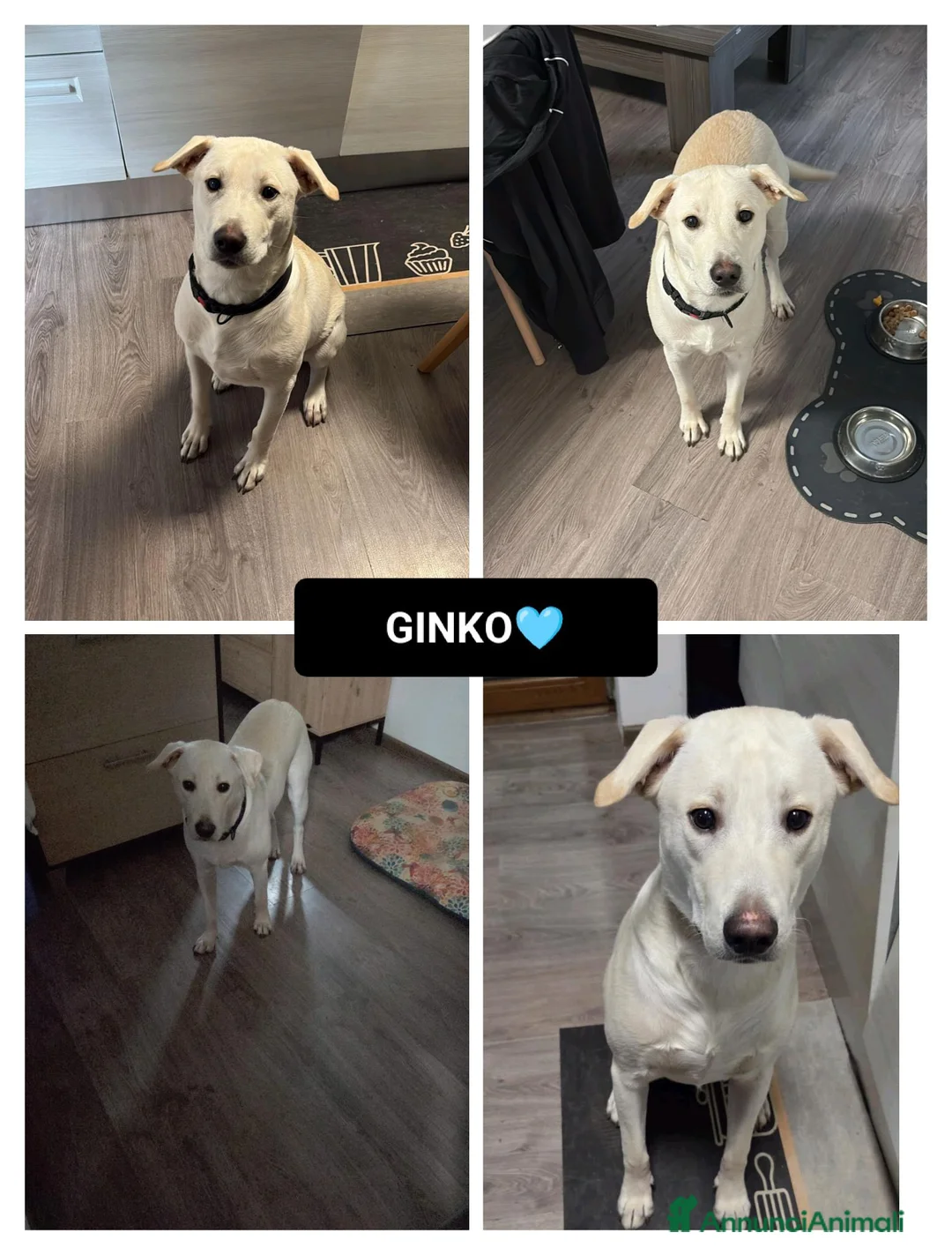 Altre razze cani in regalo: GINKO  - Annuncio 1