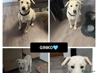 Altre razze cani GINKO - Annuncio 9