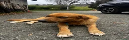 Meticcio cani in regalo: Rick  - Annuncio 7
