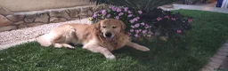 Golden Retriever cani per accoppiamento: Golden retriever per accoppiamento  - Annuncio 14