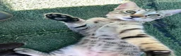 Europeo gatti in regalo: Tigrato 3 mesi - Annuncio 8
