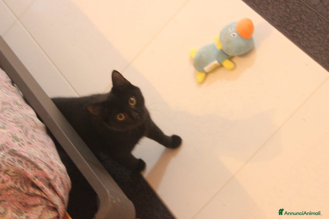 Altre razze gatti in regalo: GATTINI DOLCISSIMI - Annuncio 2