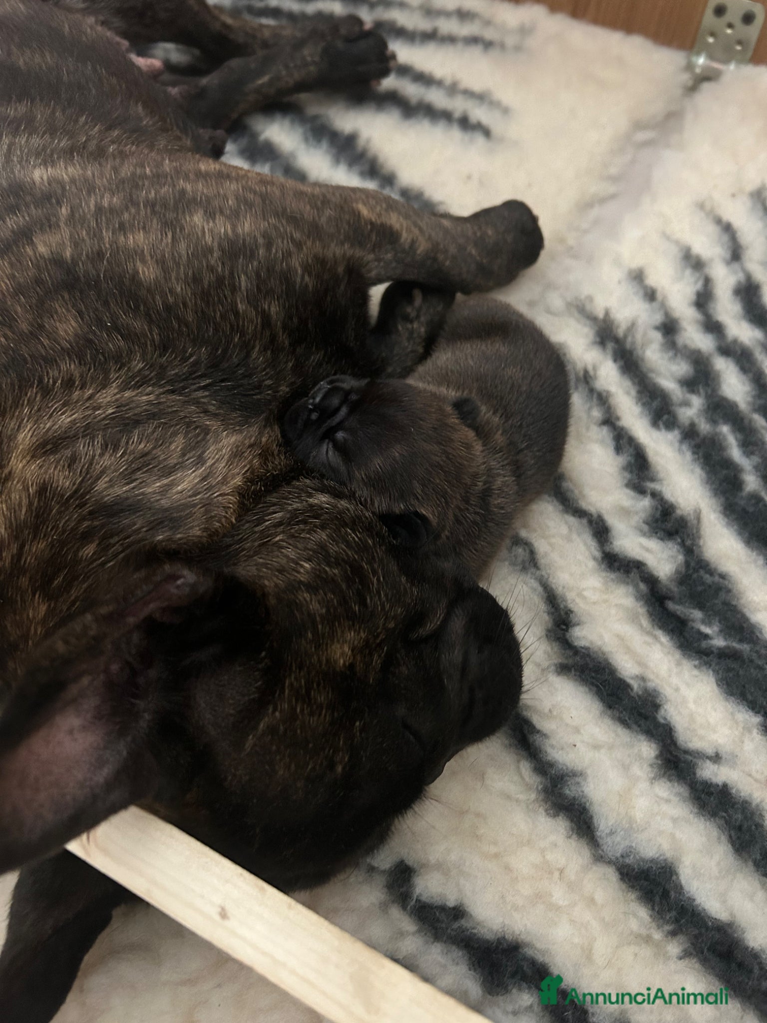 Bulldog Francese cani in vendita: Cucciolo bulldog francese  - Annuncio 5