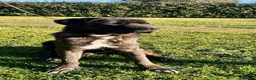 Meticcio cani in regalo: Simil Corso  - Annuncio 7