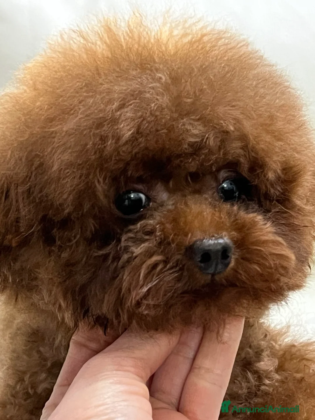 Barboncino Toy cani per accoppiamento: Accoppiamento con Teacup Poodle, Baby Face! - Annuncio 3