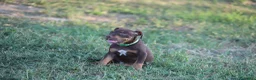 Pitbull cani in vendita: Cuccioli Pit Bull con pedigree anche a rate - Annuncio 8