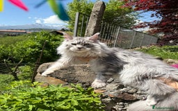 Maine Coon gatti in vendita: Maine coon cuccioli  a Città metropolitana di Milano - Immagine 4