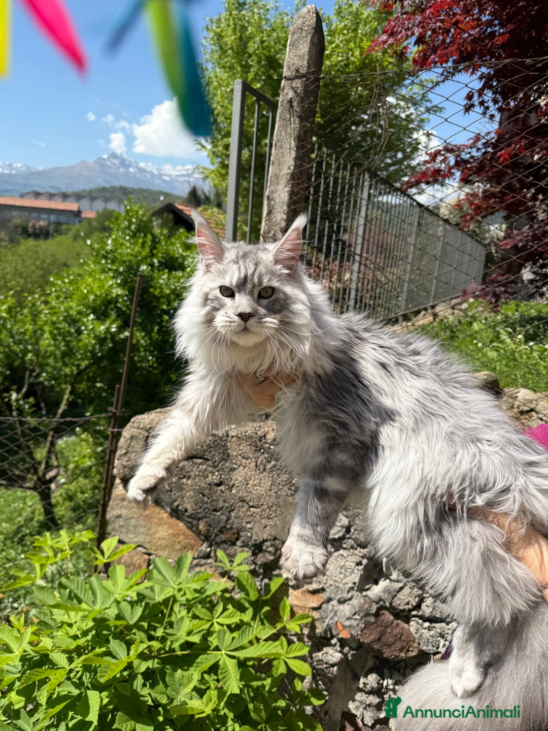 Maine Coon gatti in vendita: Maine coon cuccioli  a Città metropolitana di Milano - Immagine 4