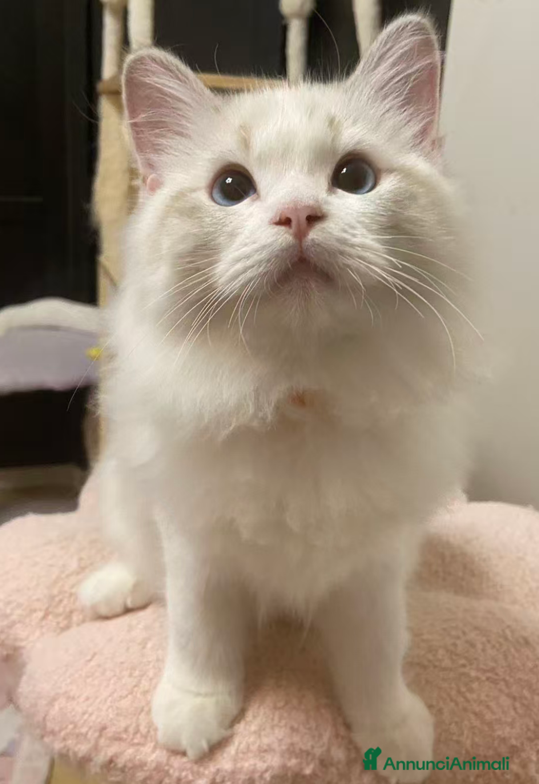 Ragdoll gatti in vendita: Cuccioli ragdoll - Annuncio 5