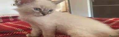 Ragdoll 1