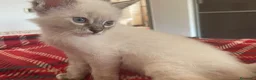 Ragdoll gatti in vendita: Gatto ragdoll - Annuncio 5