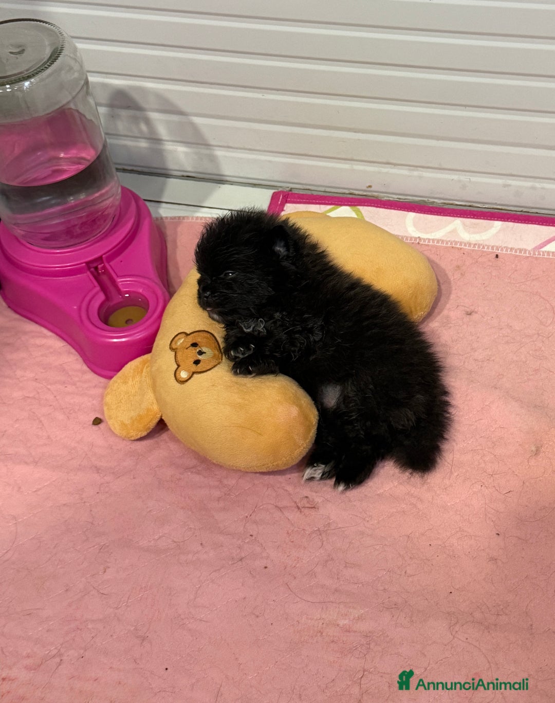 Volpino Pomerania cani in vendita: Cuccioli di pomerania a Città metropolitana di Roma Capitale - Immagine 2
