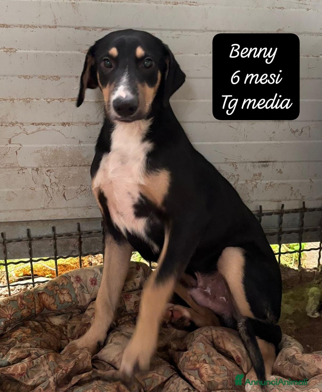 Meticcio cani in regalo: Cuccioli urgentemente cercano casa! - Annuncio 10
