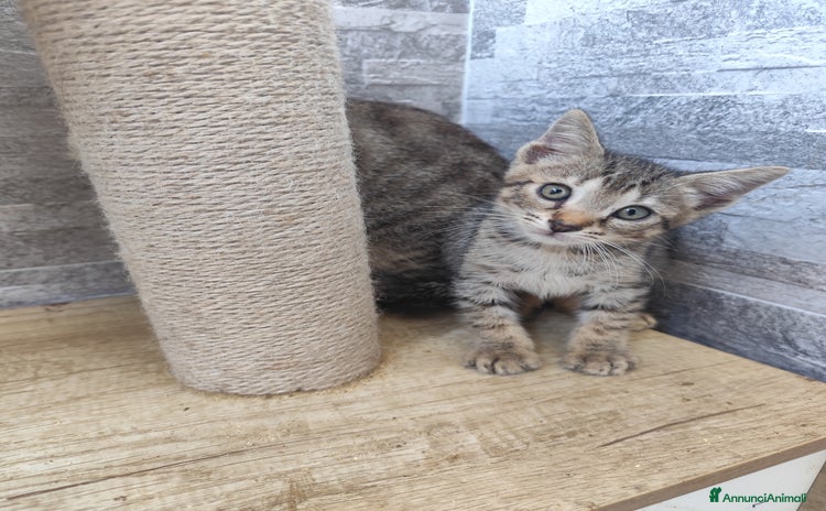 Altre razze gatti a Città metropolitana di Messina - Annuncio 2