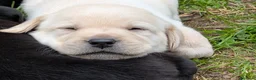 Labrador cani in vendita: Ultimo maschietto giallo di labrador retriever  a Provincia di Novara - Annuncio 9