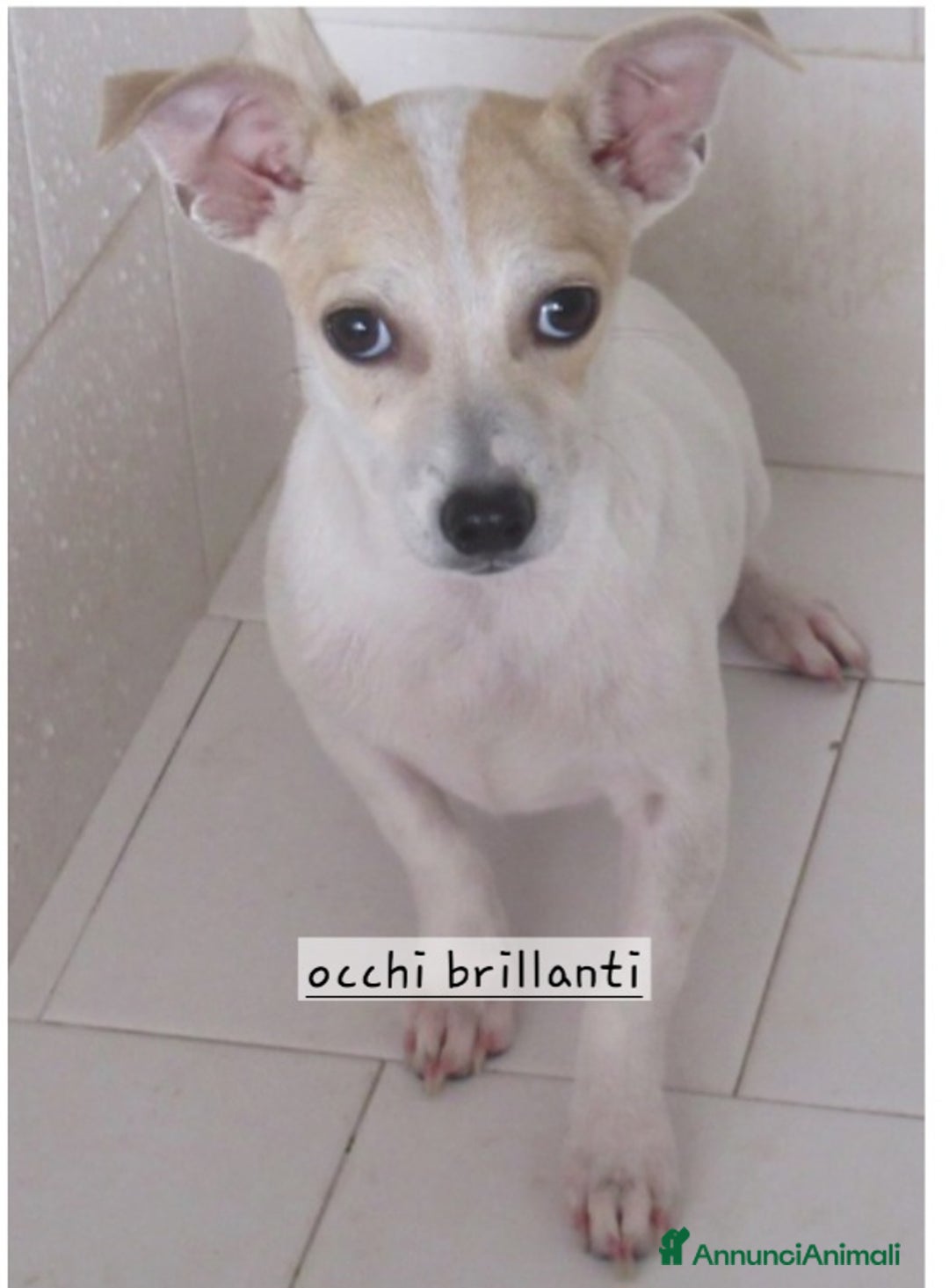 Altre razze cani in regalo: Cagnolini taglia piccola  - Annuncio 2