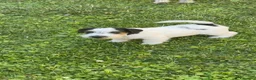 Jack Russell cani in vendita: Maschio tricolore pelo ruvido - Annuncio 9