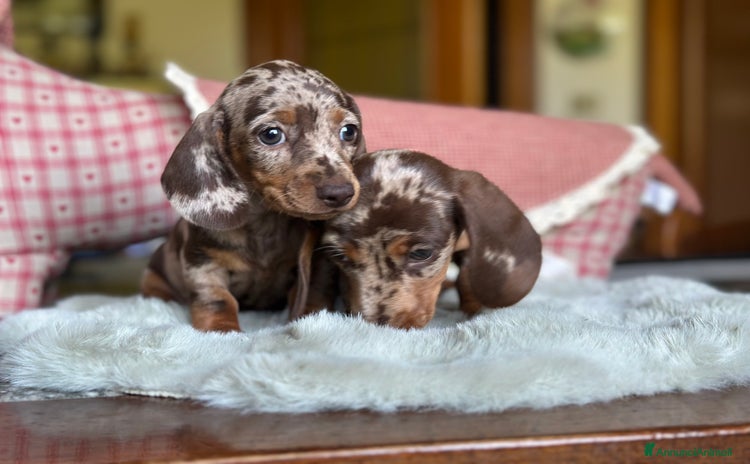 Bassotto cani a Provincia di Asti - Annuncio 2