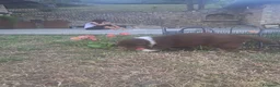 Australian Shepherd cani in vendita: Cucciola  casalinga  a Provincia di Bergamo - Annuncio 7