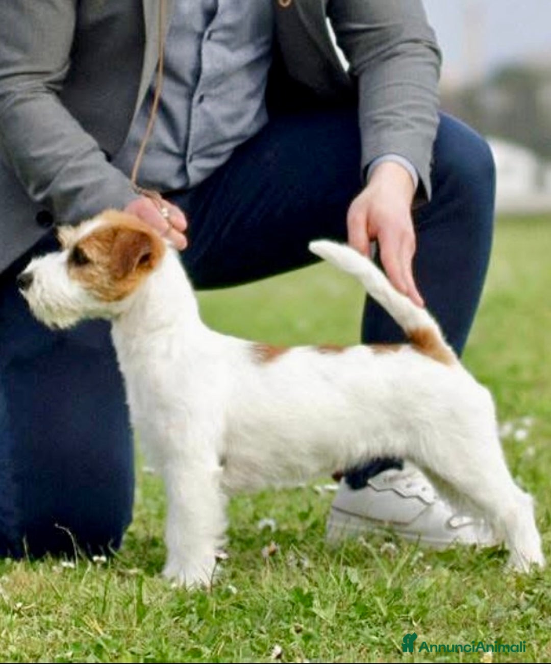 Jack Russell cani in vendita: Jack Russell alta genealogia  - Annuncio 5