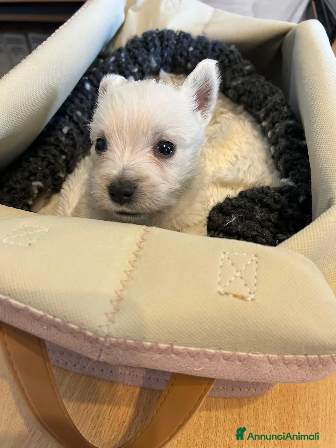 West Highland cani in vendita: West Highland White Terrier - Annuncio 2