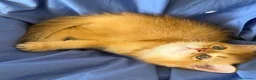 Scottish gatti in vendita: Splendidi cuccioli Scottish Fold e Straight - Annuncio 29