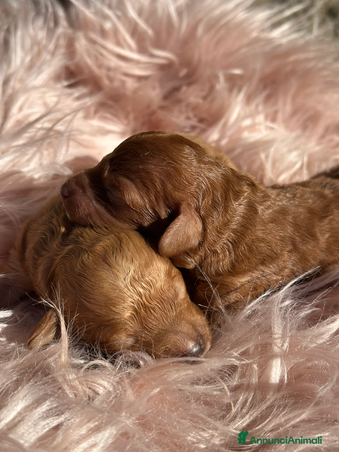 Barboncino cani in vendita: Cucciole di barboncino nano colorazione fulva - Annuncio 8
