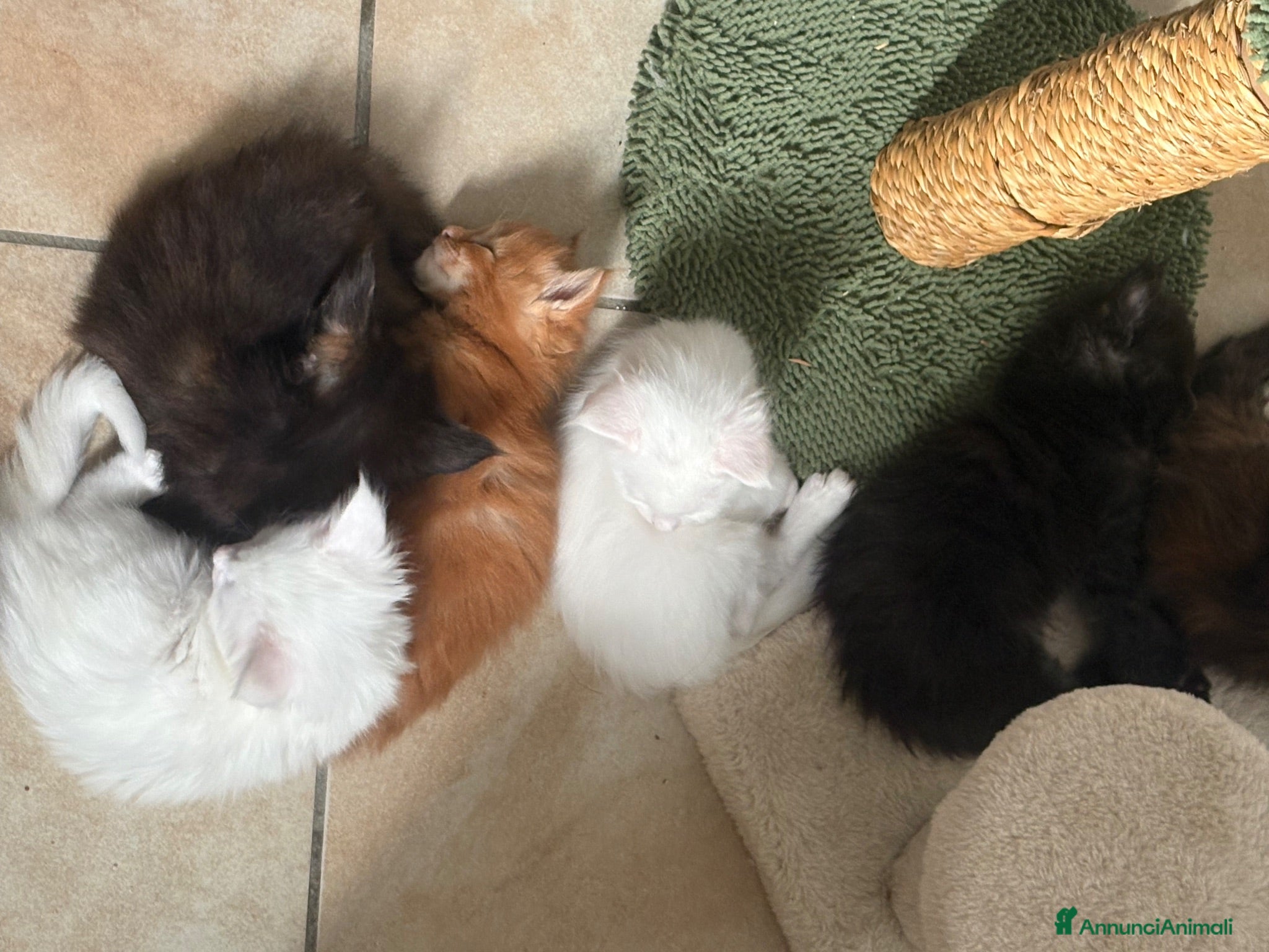 Maine Coon gatti Mainecoon cuccioli  - Annuncio 9