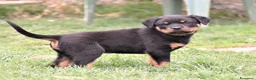 Rottweiler cani in vendita: Cucciola rottweiler con Pedegree  - Annuncio 3