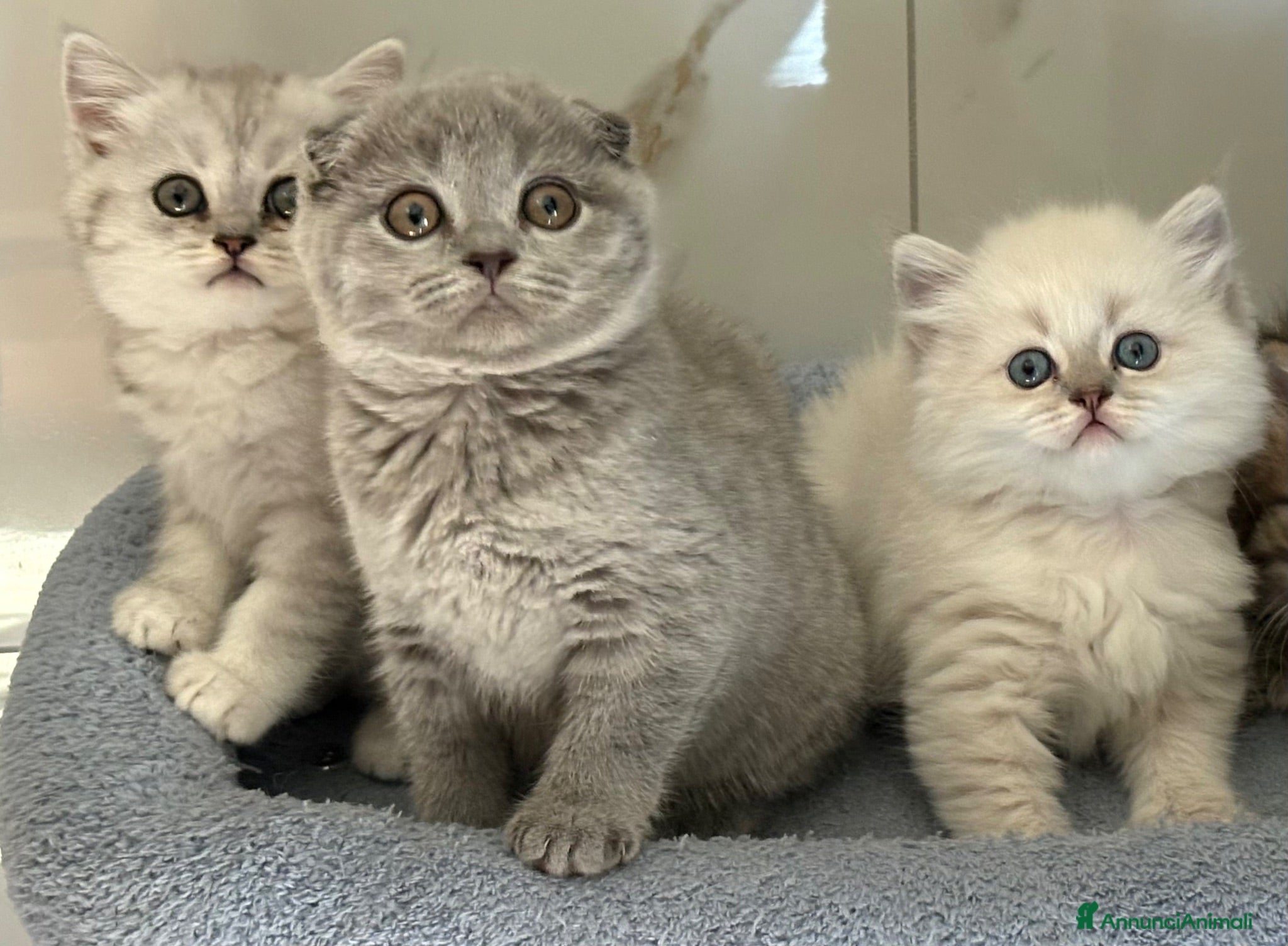 British gatti Scottish fold sthrait - Annuncio 6
