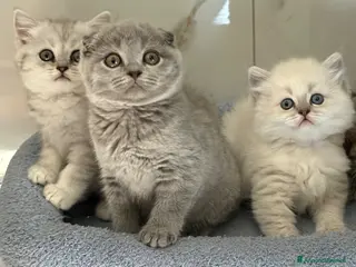 British gatti Scottish fold sthrait - Annuncio 6