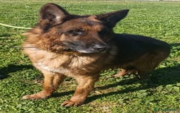Pastore Tedesco cani in regalo: MIKE pastore tedesco educato e affettuoso a Provincia di Alessandria - Immagine 7