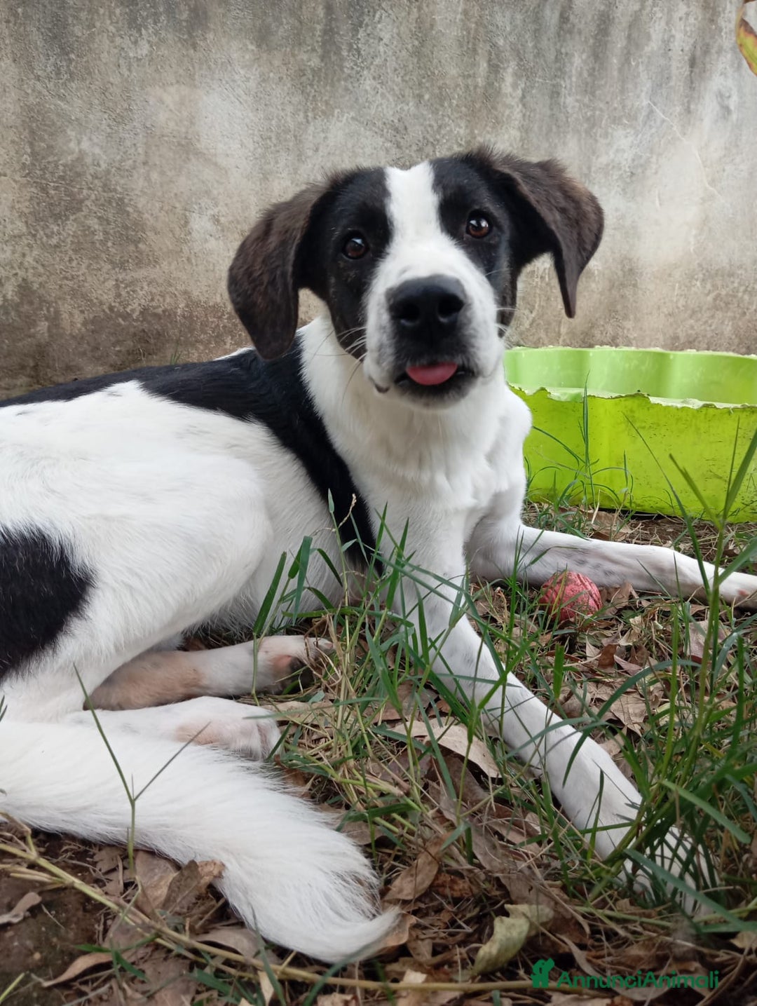 Meticcio cani in regalo: SNOOPY! (25-30KG) - Annuncio 7