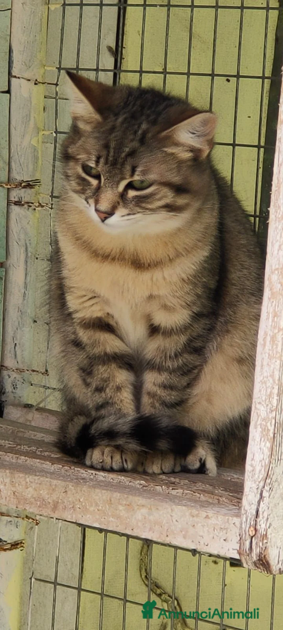 Europeo gatti in regalo: Gattina grigia di 5 mesi - Annuncio 6