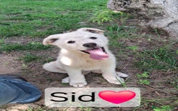 Meticcio cani in regalo: SID 💙-cucciolo “orsetto lanoso” cerca la sua casa a Città metropolitana di Milano - Immagine 2