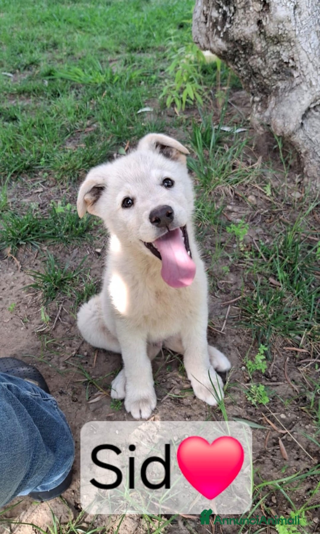 Meticcio cani in regalo: SID 💙-cucciolo “orsetto lanoso” cerca la sua casa a Città metropolitana di Milano - Immagine 2