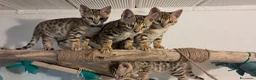 Bengala gatti in vendita: Bengala cuccioli pedegree a Provincia di Biella - Annuncio 3