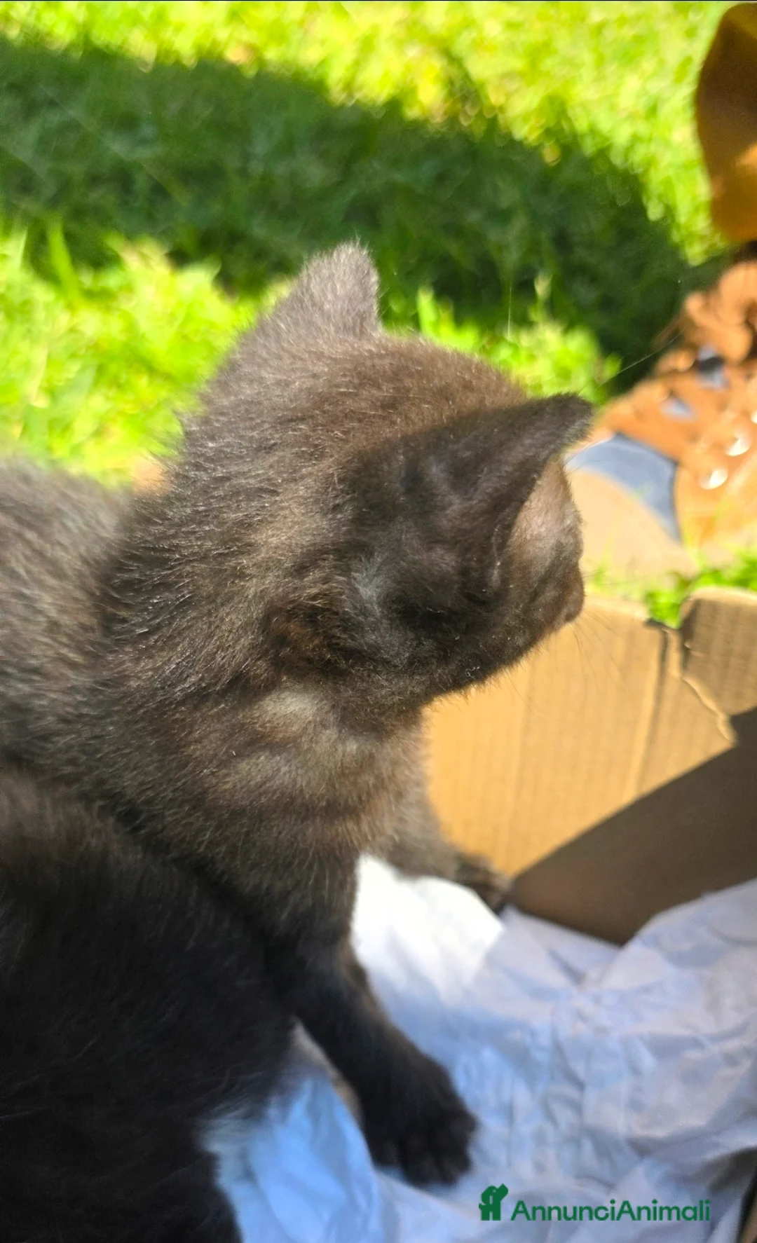 Meticcio gatti in regalo: Gattina dolcissima in regalo  - Annuncio 2